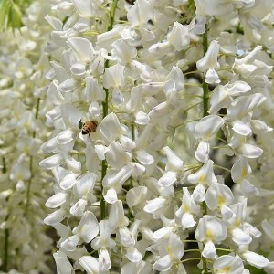Vistéria kvetnatá (Wisteria floribunda) ´LONGISSIMA ALBA´ - výška 150-190cm, kont. C3L